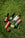 CRICKET: THE SOCIAL EQUALISER