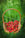 TOAST THE WIMBLEDON FINAL WITH A STRAWBERRY TWIST