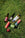 CRICKET: THE SOCIAL EQUALISER