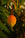 SAVOURING THE SWEETNESS OF MANGO SEASON FOR A LITTLE LONGER