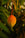Mango Season Everyday